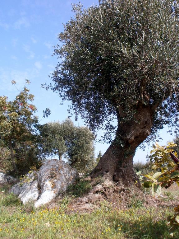 Trullo Villa Giuliana Con Giardino Posizione Panoramica Free Wifi オストゥーニ エクステリア 写真