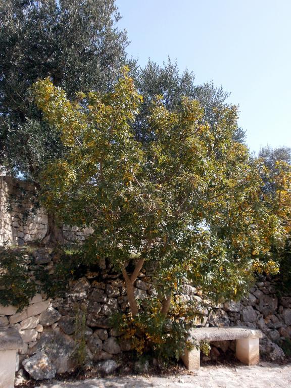 Trullo Villa Giuliana Con Giardino Posizione Panoramica Free Wifi オストゥーニ 部屋 写真